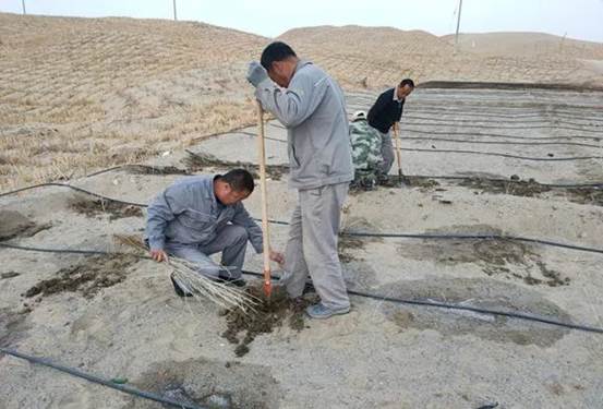 巡線班植樹現(xiàn)場(chǎng)（朱禮軍 攝）